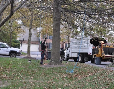 Tree Trimming Montgomery County