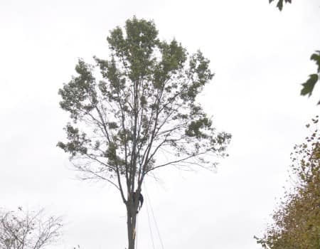 Tree Removal Service in Kensington, MD