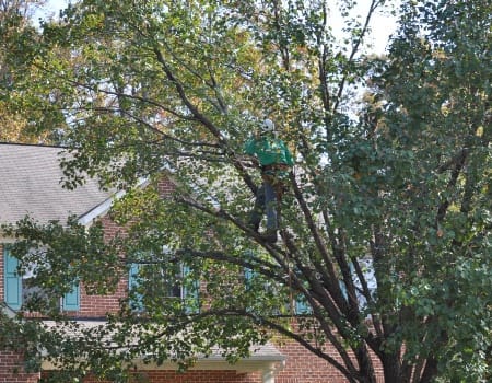 Tree Trimming in Rockville MD