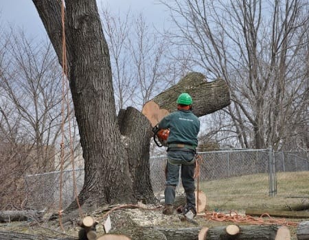 Tree Removal in Chevy Chase, MD