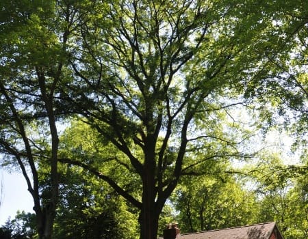 Bethesda Tree Removal