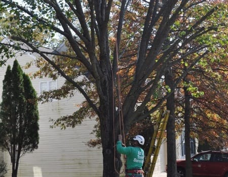 Kensington Tree Trimming