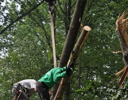 Tree Removal in Hyattsville, MD