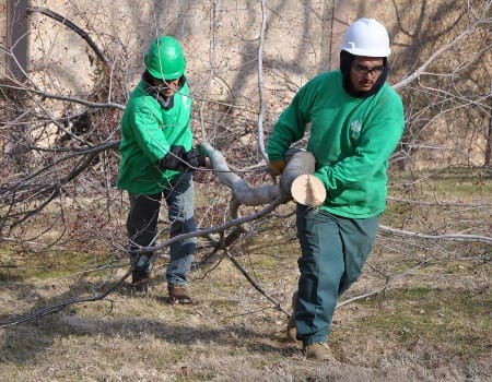 Winter Tree Trimming in Montgomery County