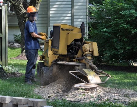 Stump Removal in Rockville