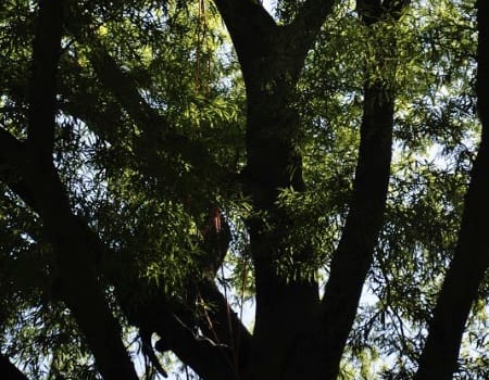 Gaithersburg Tree Trimming