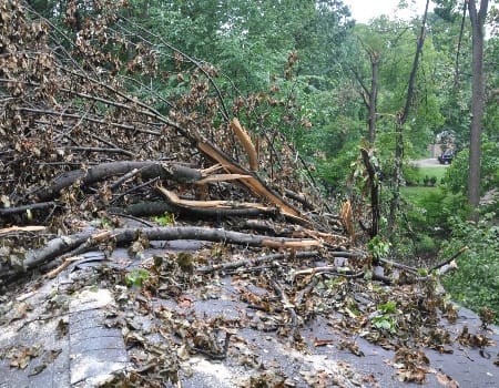 Emergency Tree Removal