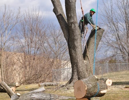tree removal company