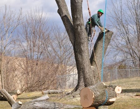 Emergency Tree Removal Chevy Chase