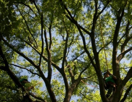 Tree Trimming Rockville MD