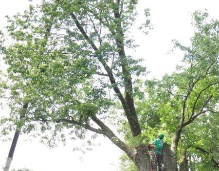 Maryland Tree Trimming