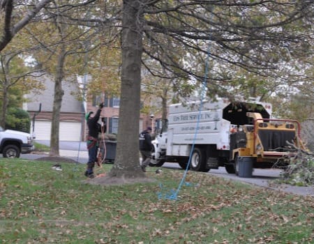 Maryland Tree Removal