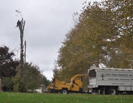 Stump Removal, Bethesda