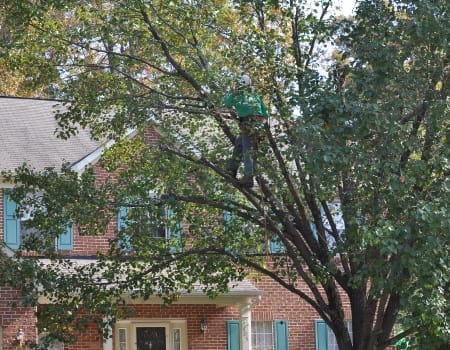 Maryland Tree Service