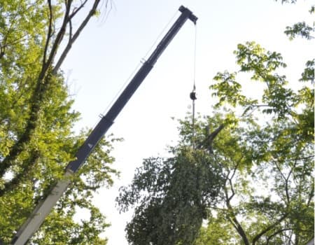 Maryland Tree Removal