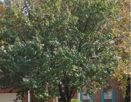 Maryland Tree Pruning