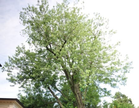 Beltsville Tree Pruning