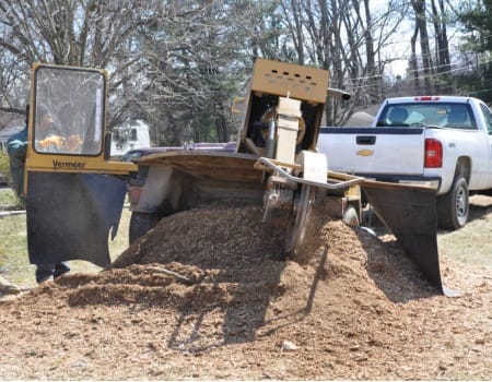 Laurel Stump Removal