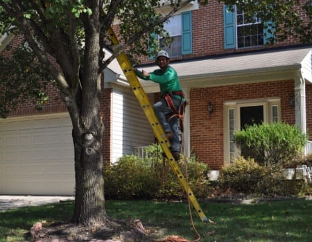 Bethesda Tree Removal, Tree Trimming Potomac MD