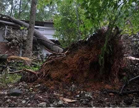 Professional Tree Removal