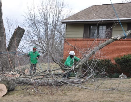 Tree Removal Experts