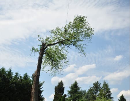 Maryland Tree Service