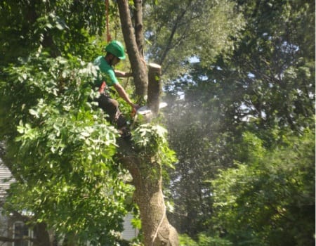 Professional Tree Removal