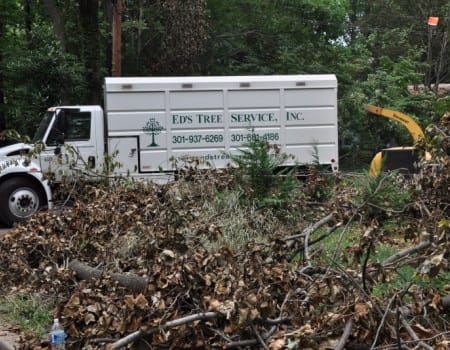 Tree Removal, Rockville