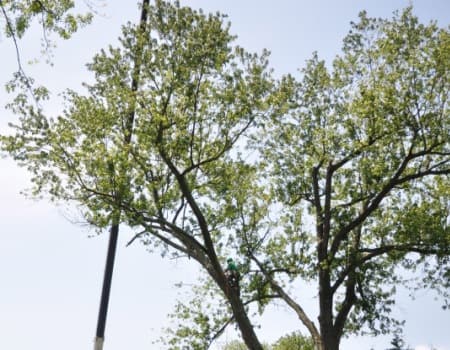 Tree Removal in Maryland