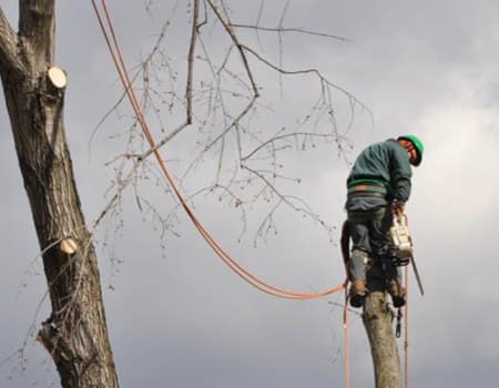 Maryland Tree Removal, Ed's Tree Service removing a tree up high