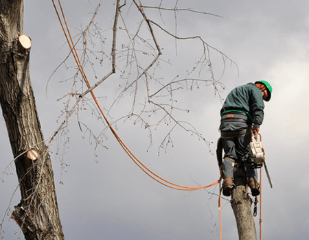 Rockville Tree Service Company