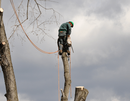 Tree Cutting Service Rockville