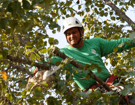 Bethesda Tree Trimming Company