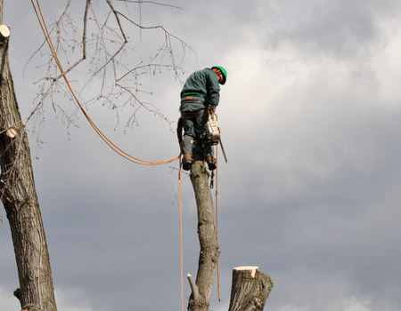 Potomac Tree Trimming Company