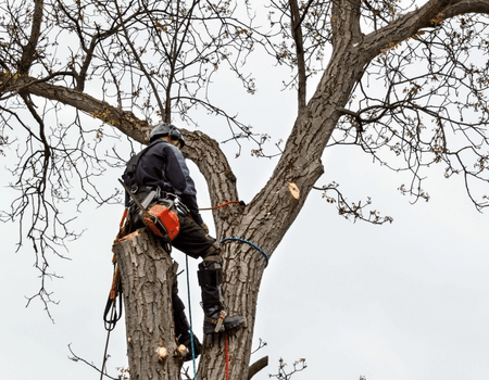 Best Bethesda Maryland Tree Service