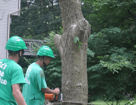 Eds Tree Service removing a large tree in Silver Spring