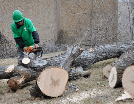 Man cutting up a large tree in Hyattsville, Maryland