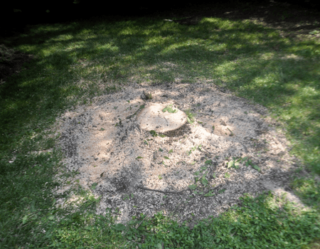 A photo of a stump halfway through being ground