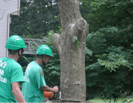 Two Ed's Tree Service professionals cutting down a tree