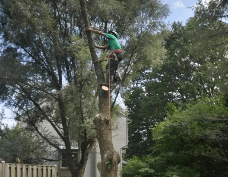 Ed's Tree Service trimming a large tree