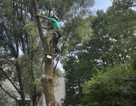Ed's Tree Service removing a tree in Bowie MD