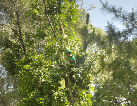 Ed's Tree Service trimming a large tree