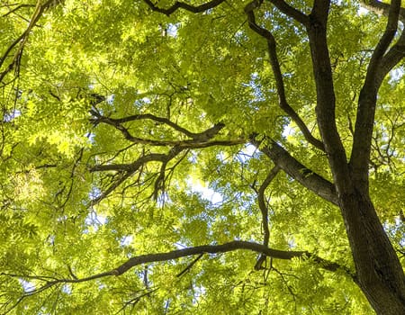 tree trimming services