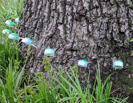 Fall Tree Fertilization