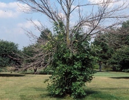 Emerald Ash Borer Infestation