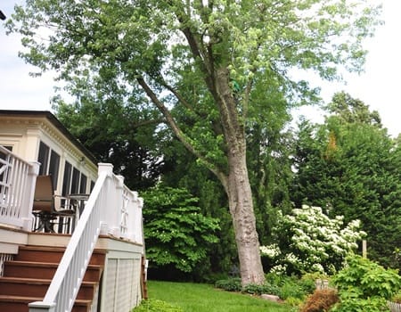 Rockville Tree Removal