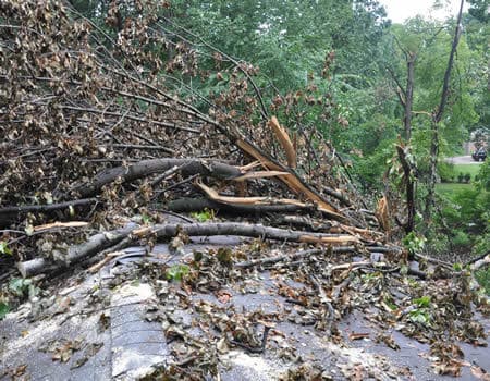 Potomac Emergency Tree Removal