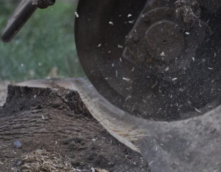 Tree Stump Removal in Bethesda, MD