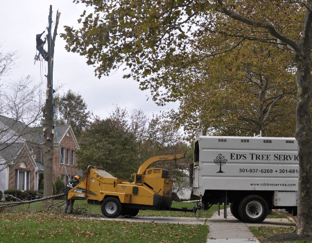 Adelphi Tree Removal Company