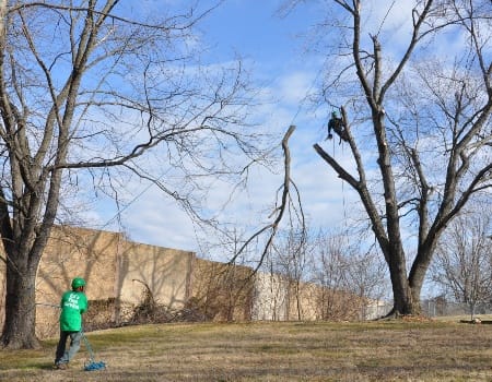 Tree Removal in College Park, MD